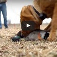 Choosing the Right Puppy To Be Your Next Hunting Dog