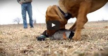 Choosing the Right Puppy To Be Your Next Hunting Dog