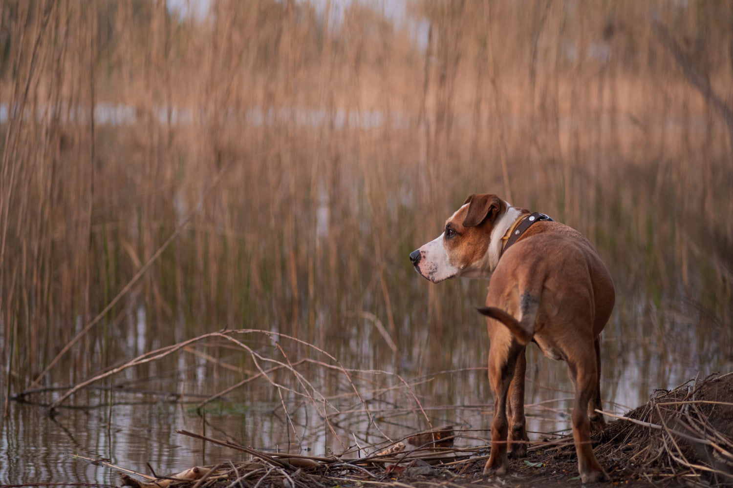 Hunting Dog