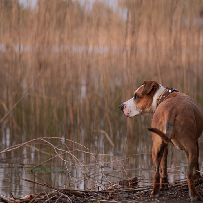 Hunting Dog