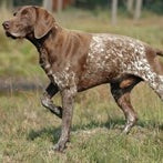 Working With and Training Sporting Dog Breeds