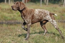 Working With and Training Sporting Dog Breeds