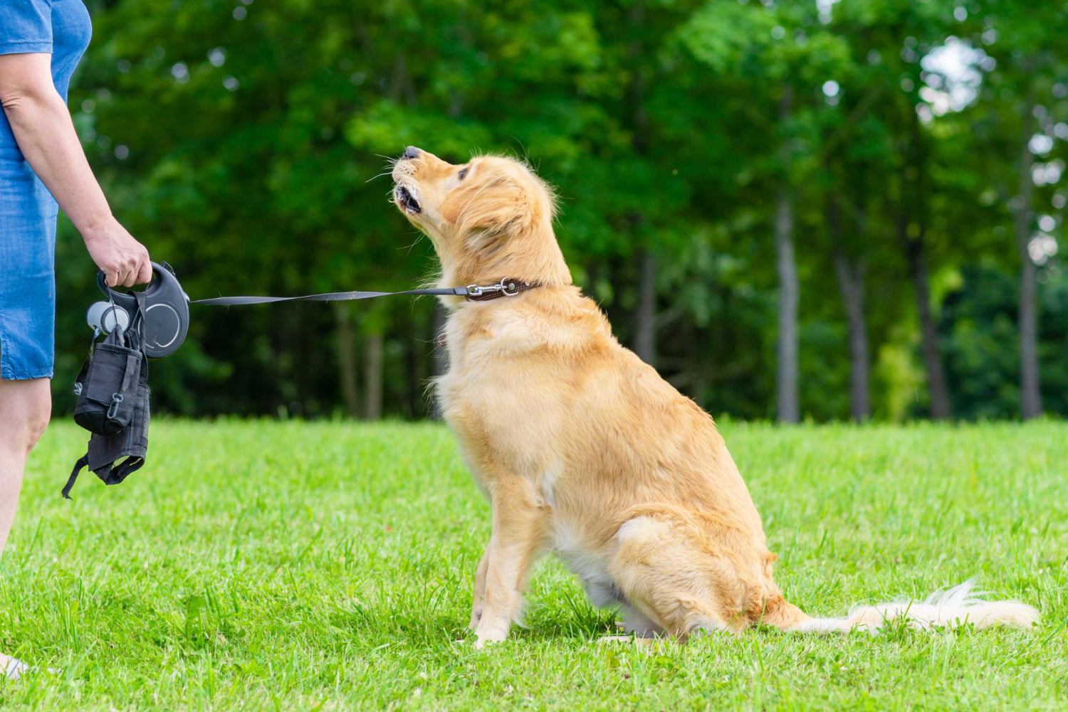 Dog Training