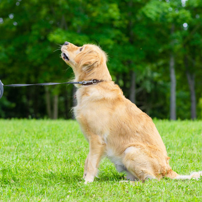 Dog Training