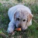 How to Add Healthy Human Foods To Your Dog's Diet