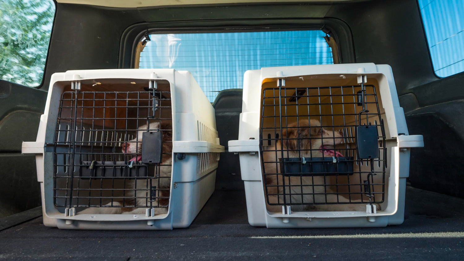 Hunting Dog Crate