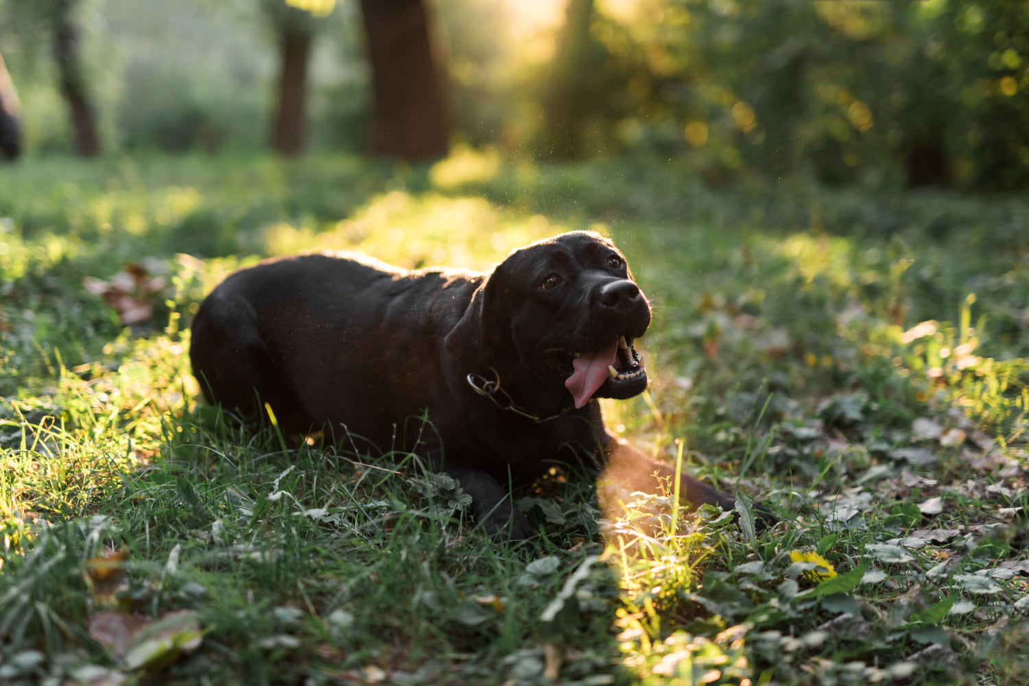 Hunting Dogs