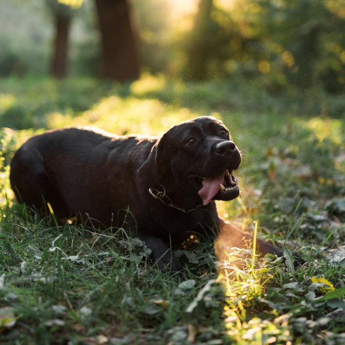 Hunting Dogs