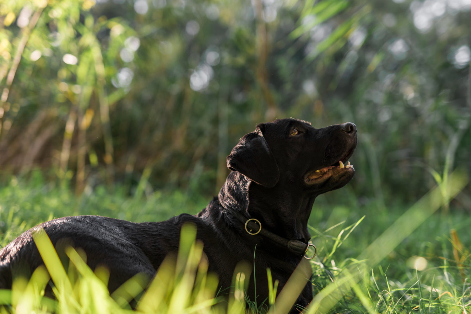 Hunting Dogs