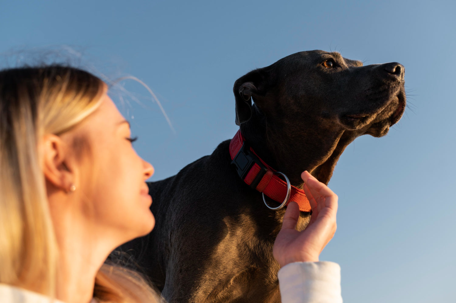 Dog Cord Training
