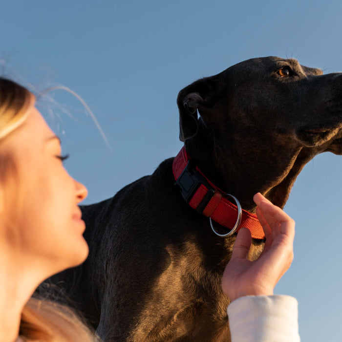 Dog Cord Training