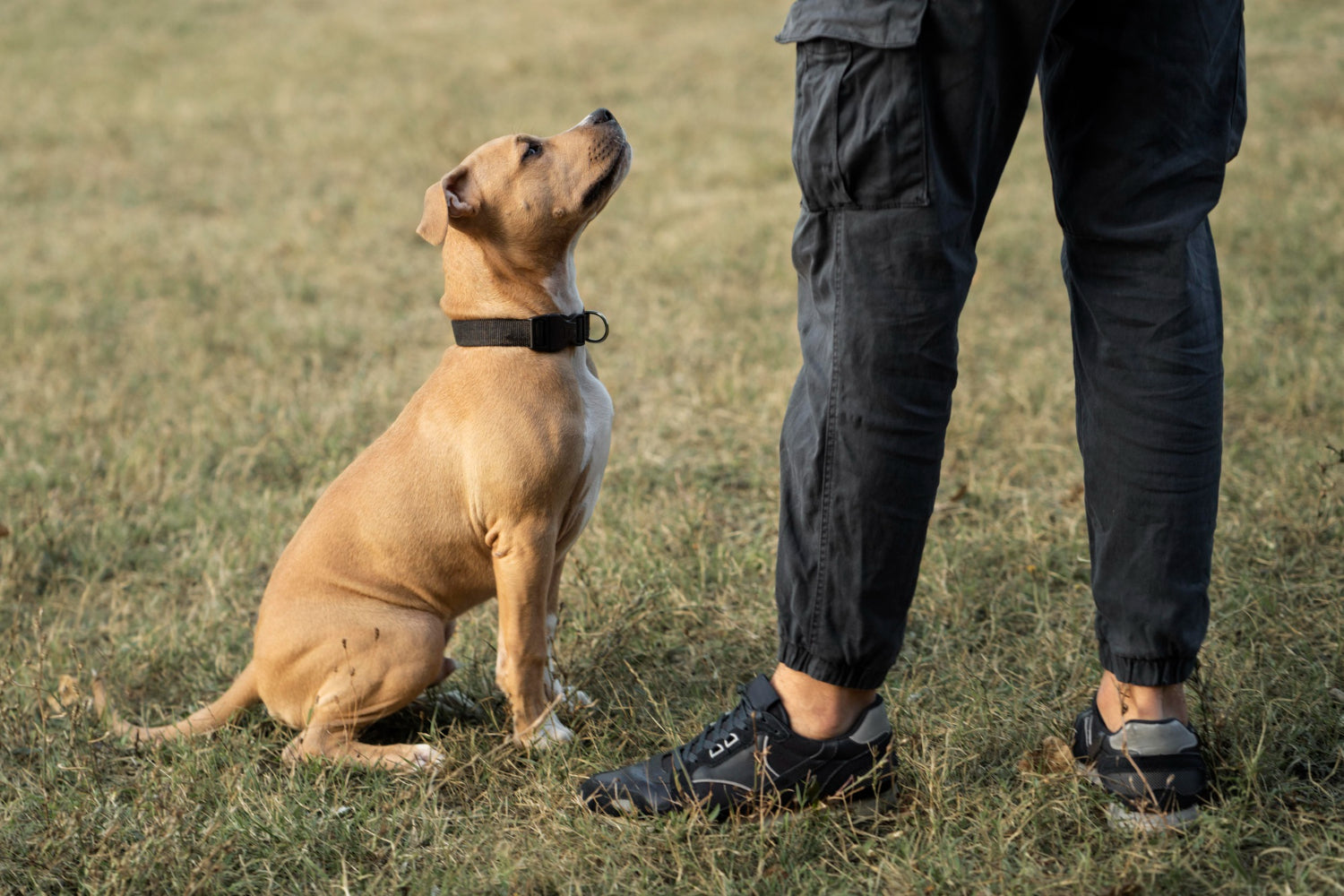 Dog Bark Collar