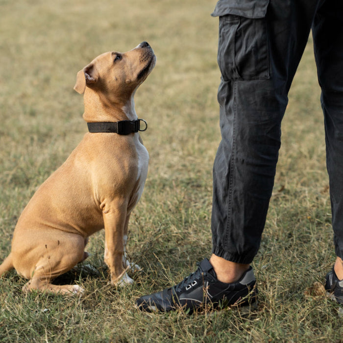 Dog Bark Collar