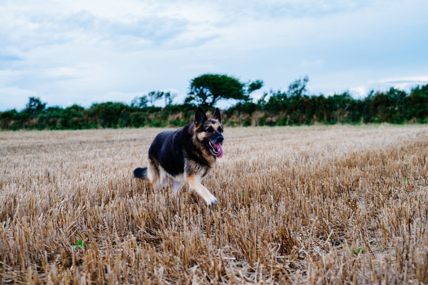 What Happens When Hunting Dog Kennel Supplies Fail in Transit