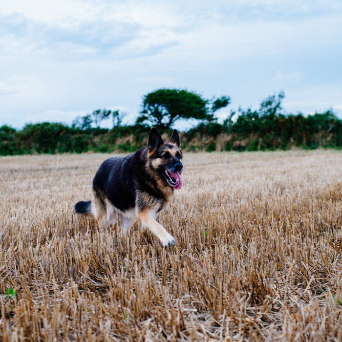 What Happens When Hunting Dog Kennel Supplies Fail in Transit