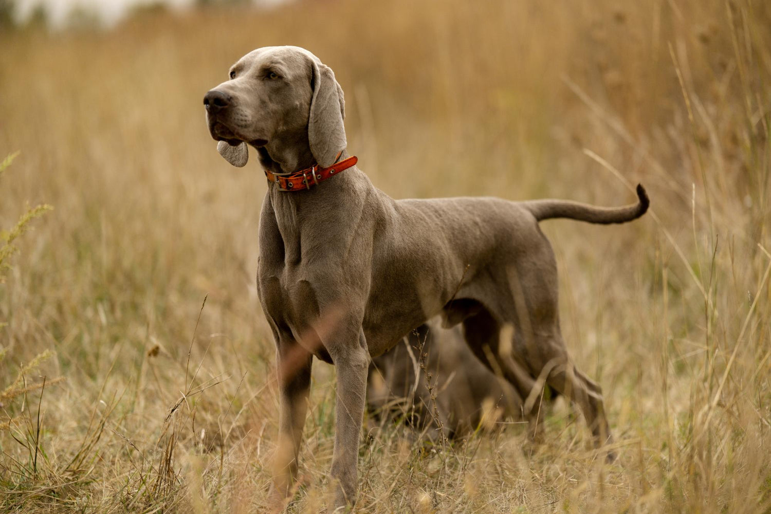 Hunting Dogs