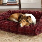 Buying a Dog Bed