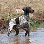 Sporting Dog Training – Start Early and Take Your Time