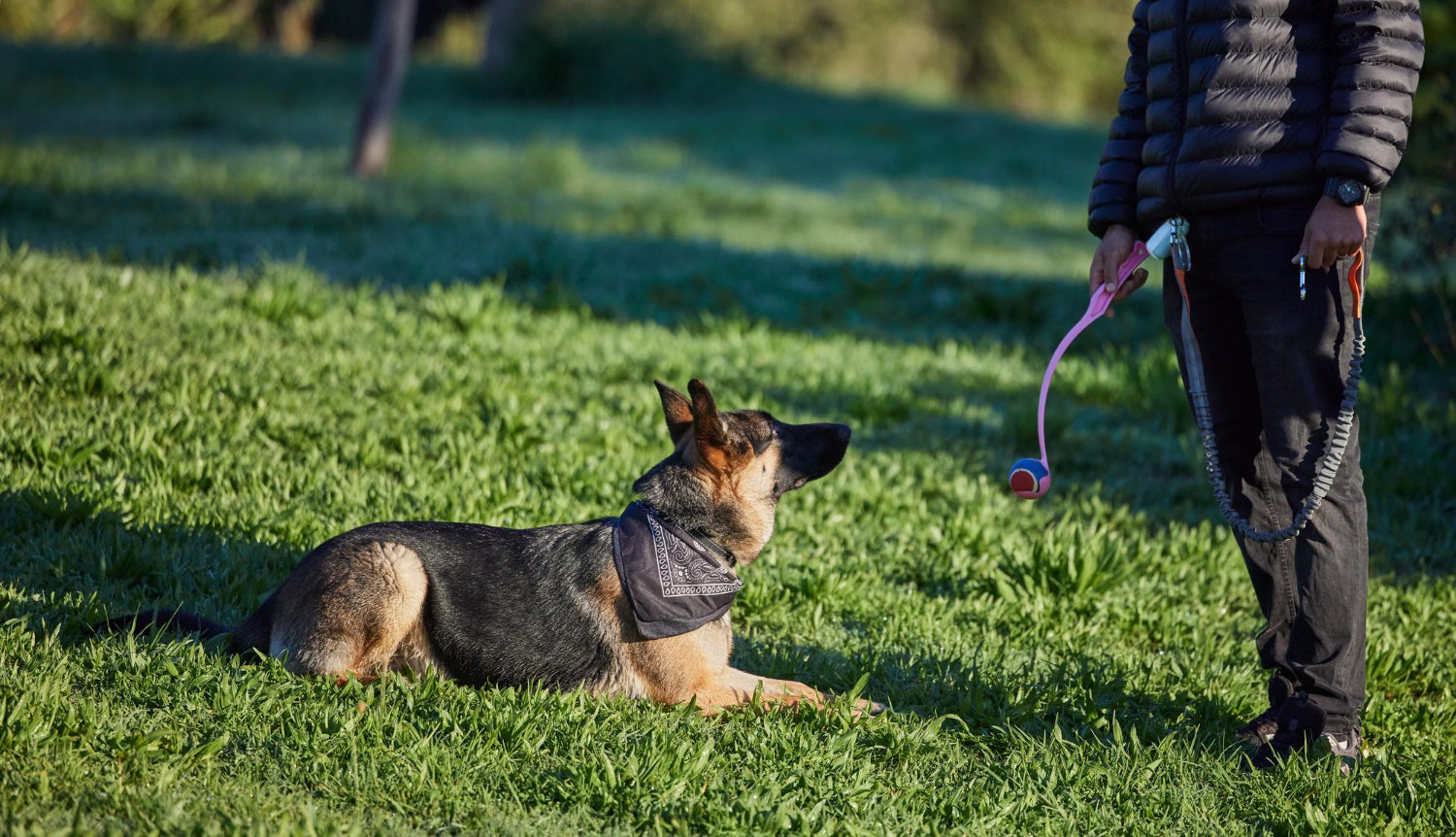 Dog Training