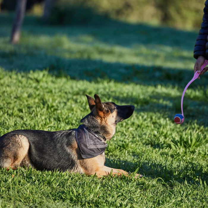 Dog Training