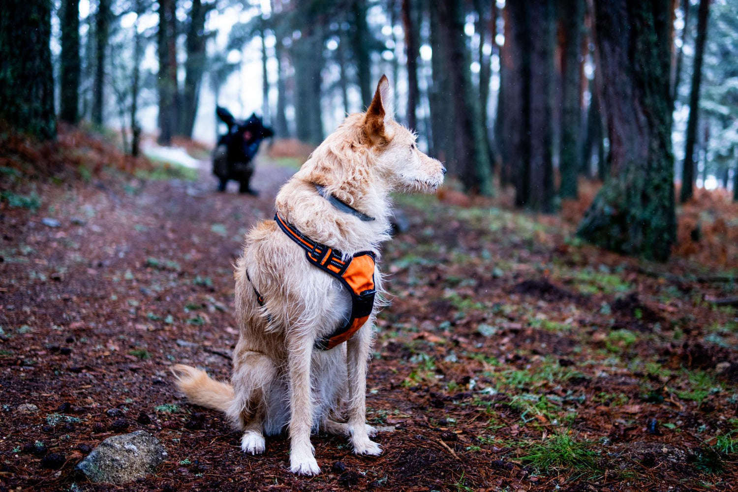 dog training