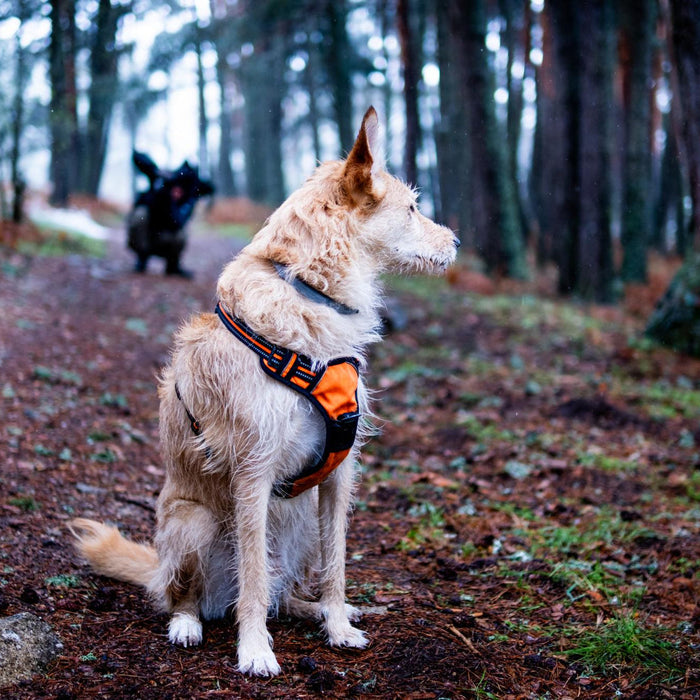 dog training