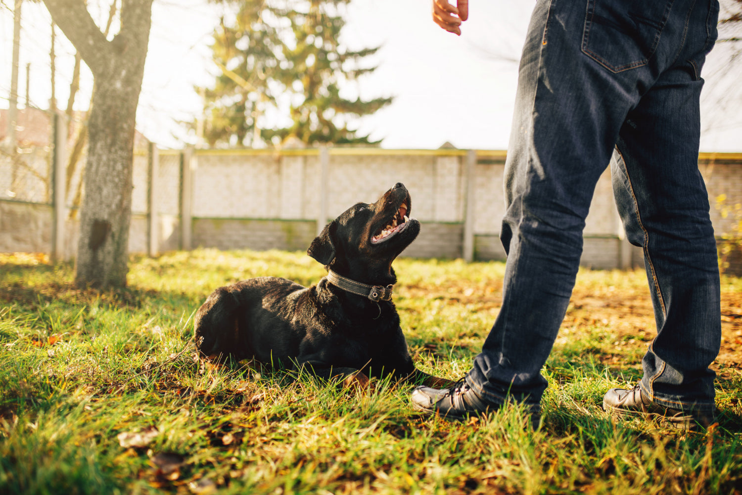 Blind Retrieve Training