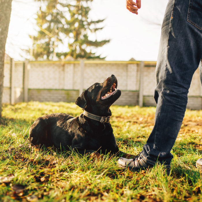 Blind Retrieve Training