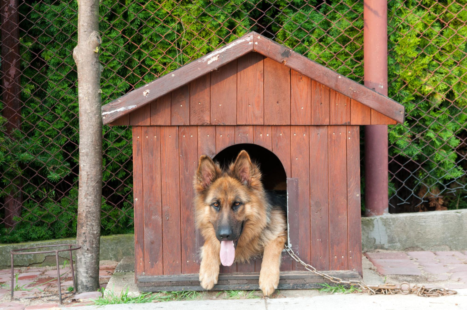 Kennel