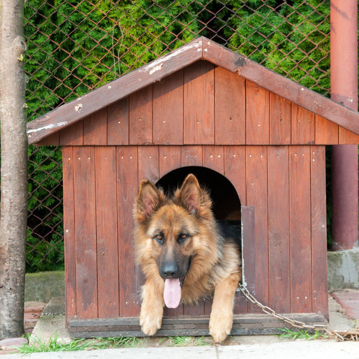 Kennel
