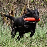 Your New Hunting Dog &amp; Gun Dog Training Supplies