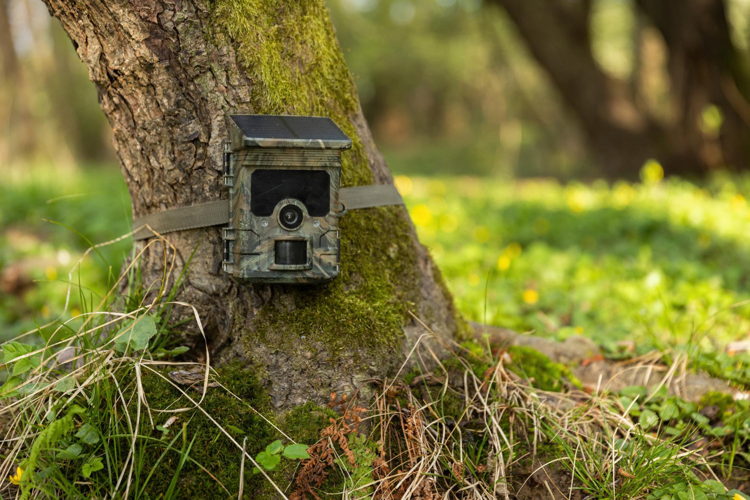Trail Camera
