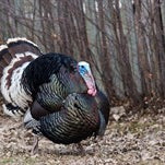 Hunting Turkey with a Dog