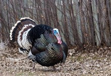 Hunting Turkey with a Dog