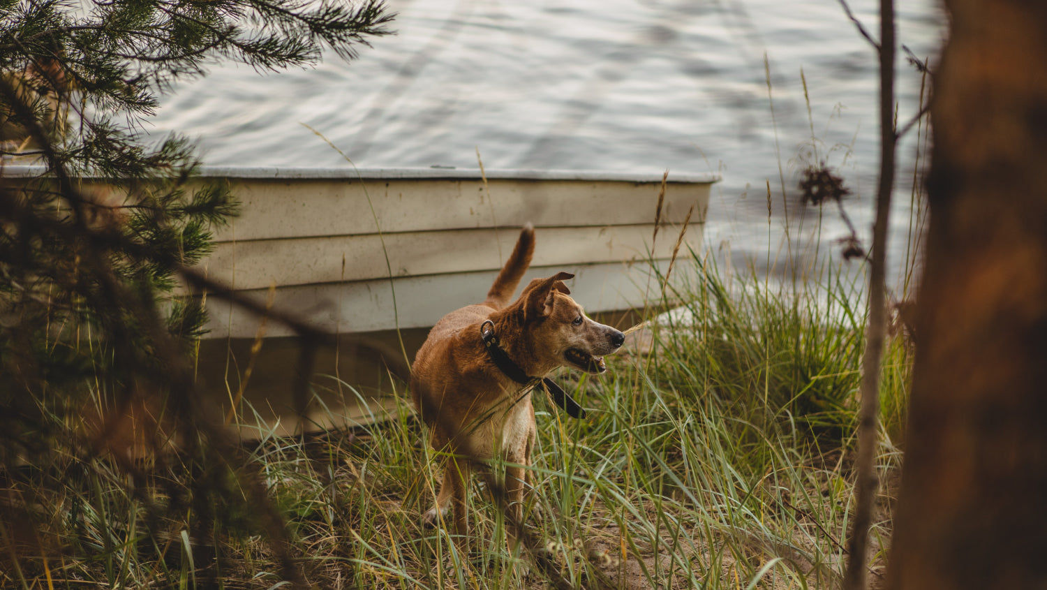 Hunting Dog