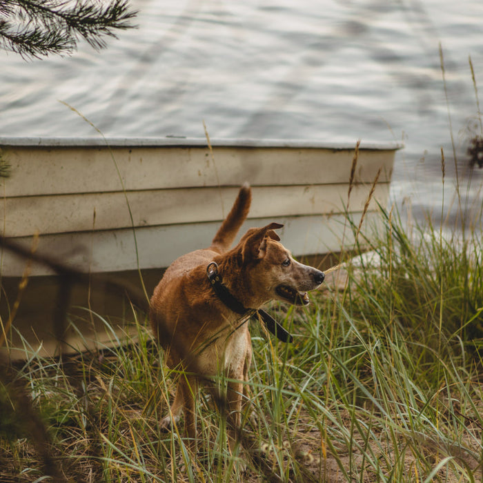 Hunting Dog