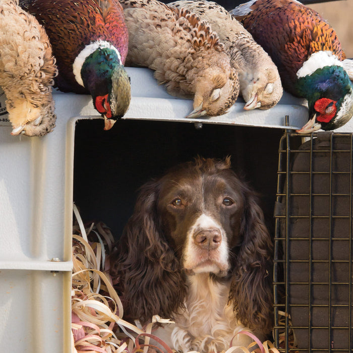 How to Crate Train Your Dog: A Step-by-Step Guide