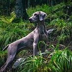 Keep Your Hunting Dog Protected Against Pests and Diseases Carried by Wildlife