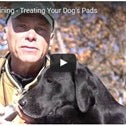 Caring For Your Dogs Pads