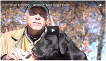 Caring For Your Dogs Pads