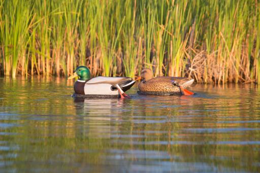AIR BOSS Motion Decoys