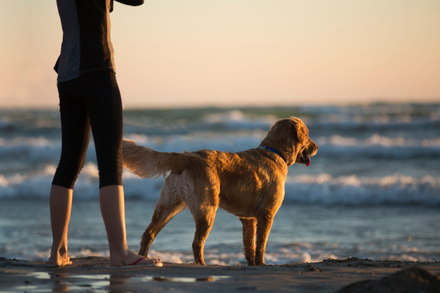 Decoding Dog Stands and Blinds for Safer Summer Water Work