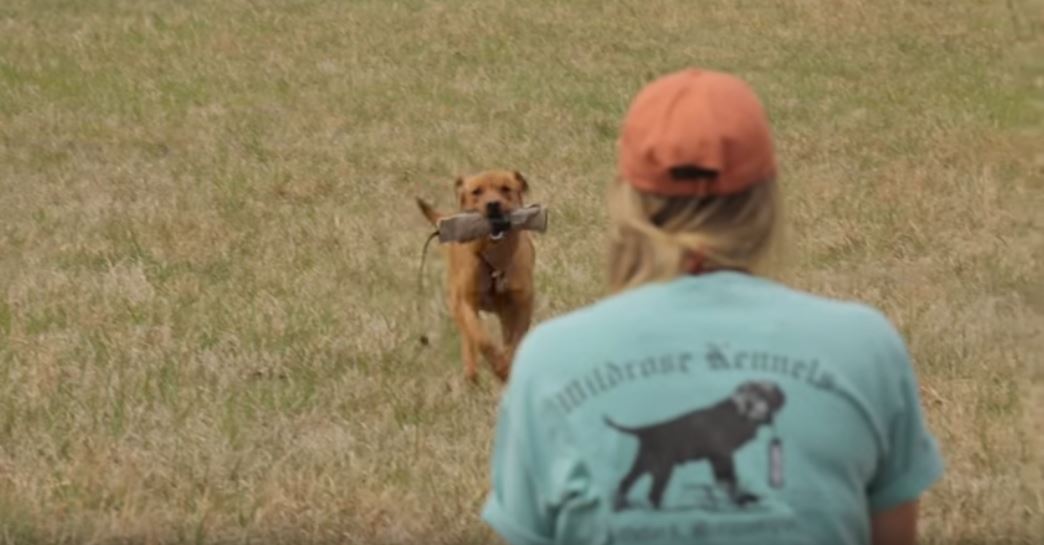 Gun shyness in dogs