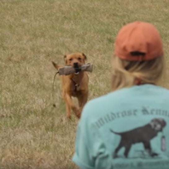 Gun shyness in dogs