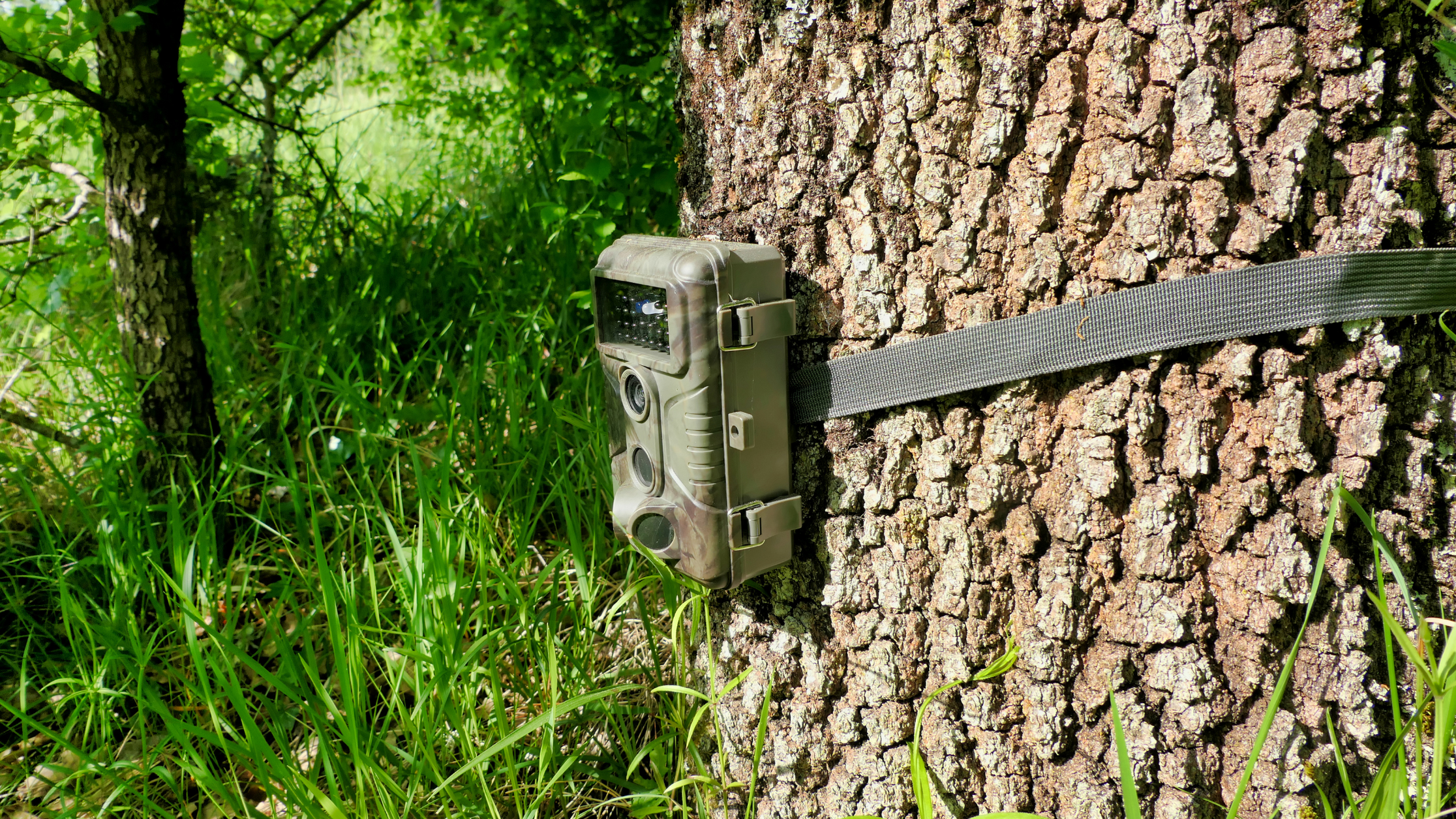 What to Look for in a Budget-Friendly Trail Camera: Key Features Expla