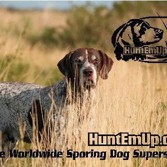 Sporting Dog