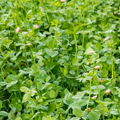 Grow Bigger Bucks with Buck It Ready Food Plot Seed