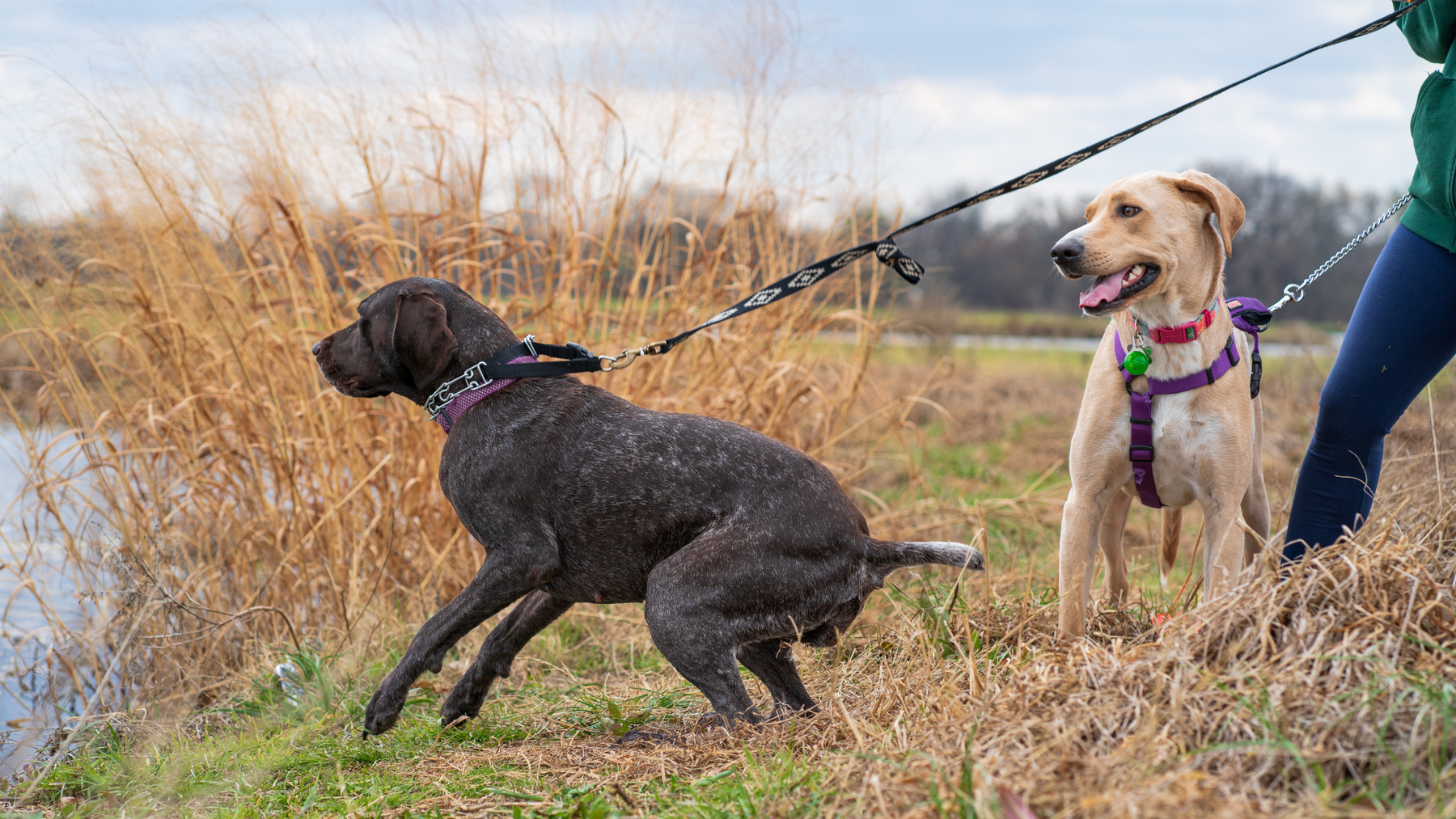 Leash Training Tips: How to Stop Your Dog from Pulling