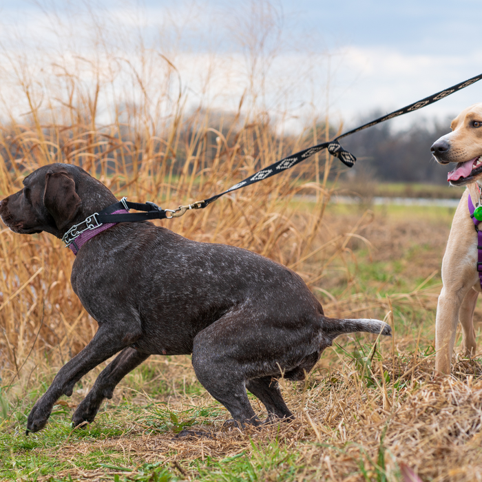 Leash Training Tips: How to Stop Your Dog from Pulling