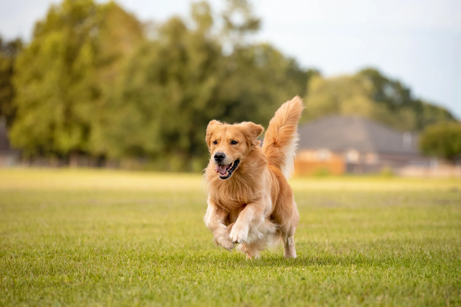 Maximizing Dog Training Equipment for Small Yard Retrievers
